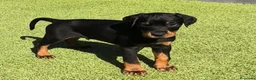 Dobermann perros en venta: Doberman - Anuncio 5