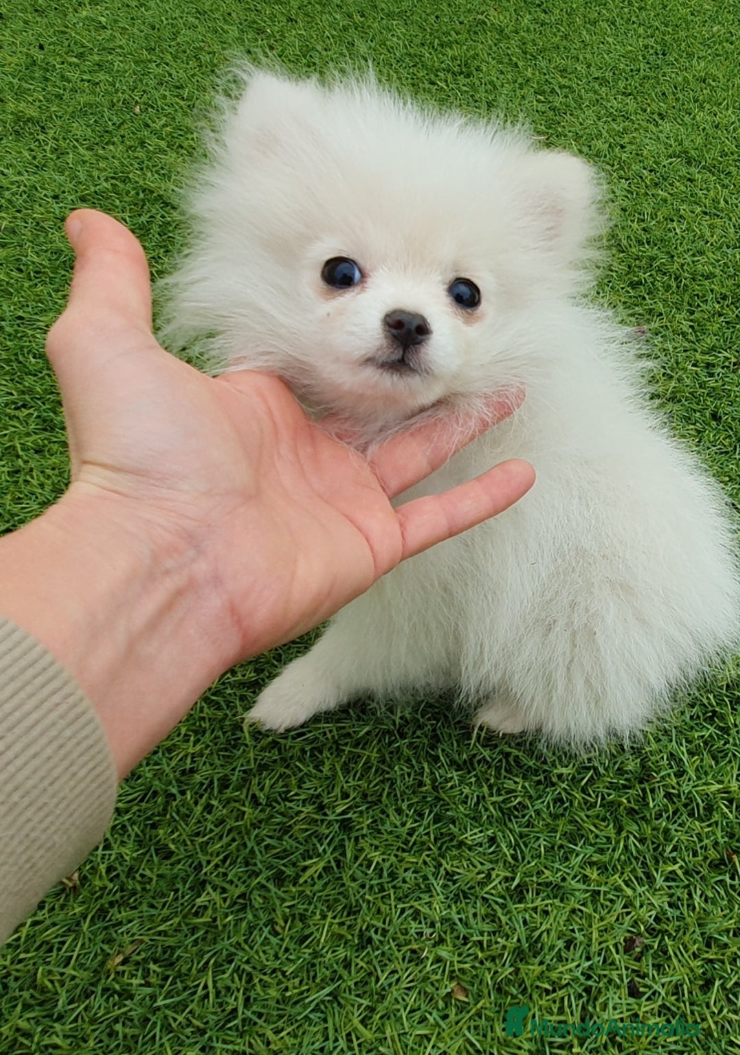 Pomerania perros Pomerania MICRO TOY macho - Anuncio 19