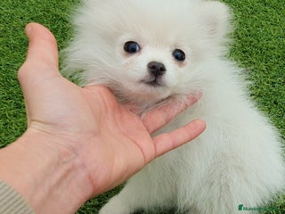 Pomerania perros Pomerania MICRO TOY macho - Anuncio 19