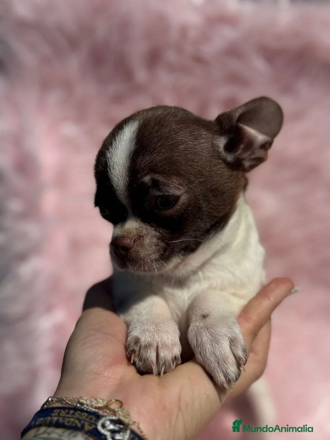 Chihuahua perros en venta: Chihuahua bicolor chocolate - Anuncio 1