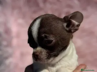 Chihuahua perros Chihuahua bicolor chocolate - Anuncio 4