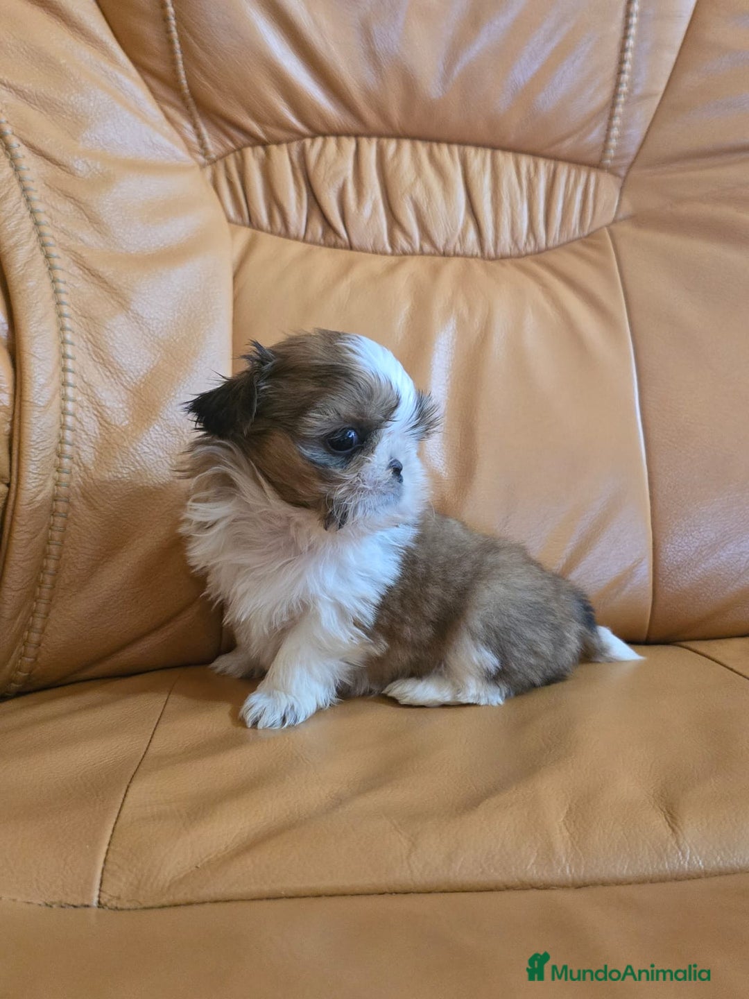 Shih Tzu perros en venta: Shih tzu Macho Disponible  - Imagen 5