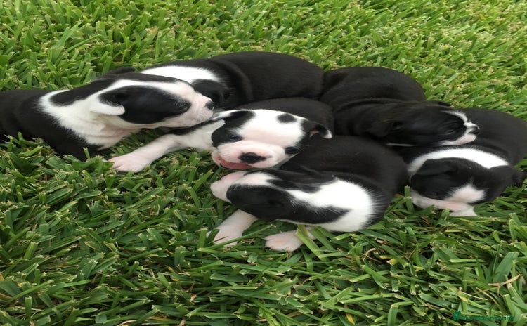 Boston Terrier perros - Anuncio 4