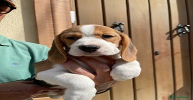 Beagle perros - Propaganda 5