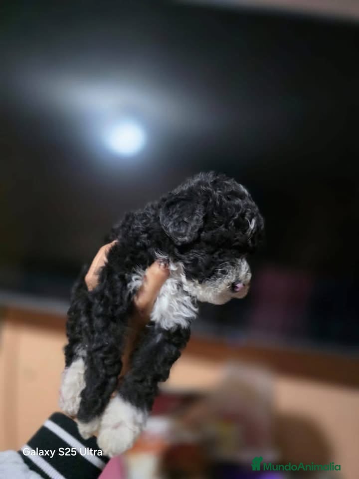 Perro de Agua Español perros en venta: PERRO DE AGUA ESPAÑOL  - Anuncio 3