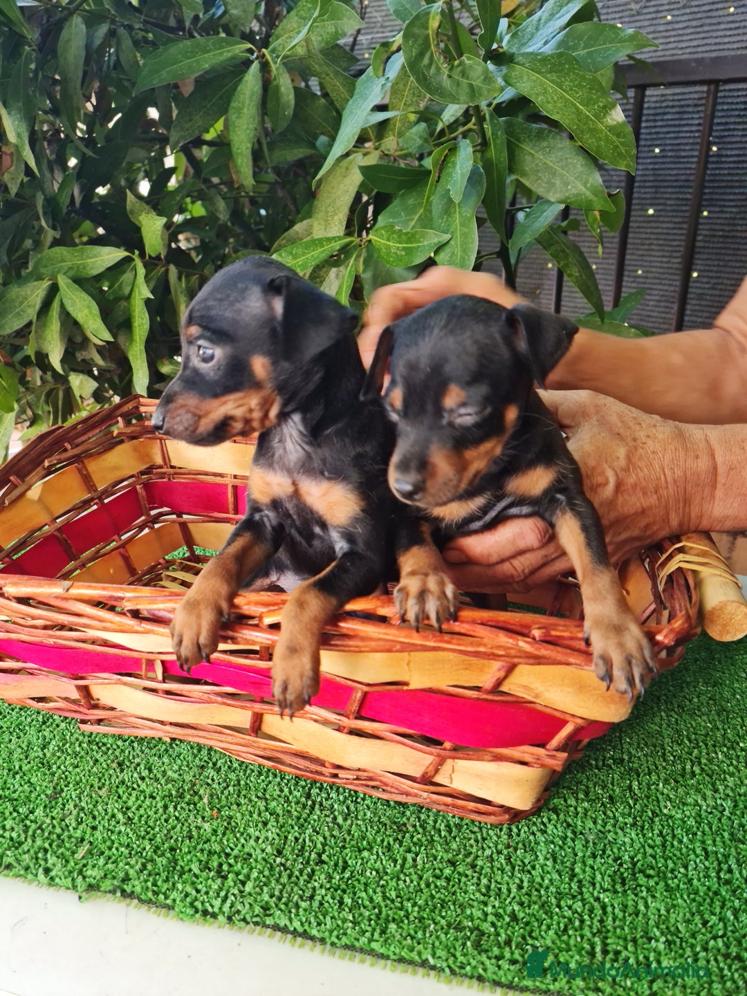 Ratón de Praga perros en venta: Raton de praga - Imagen 18