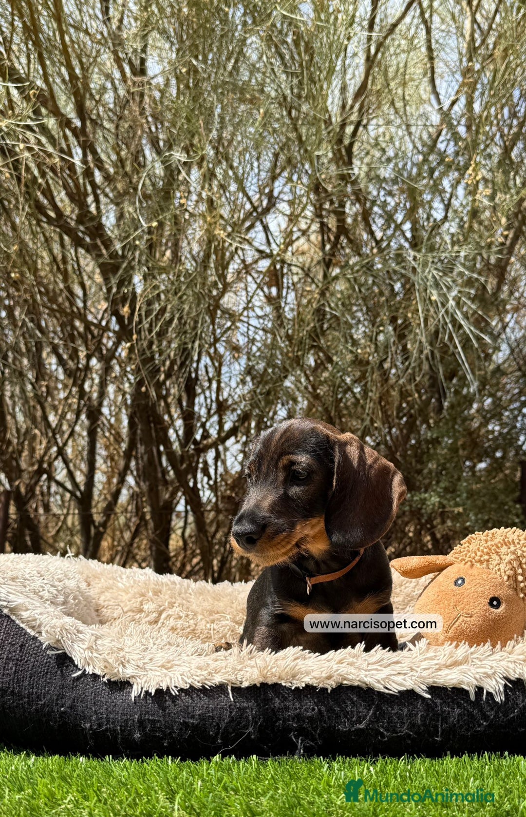 Teckel Miniatura perros en venta: TECKEL PELO DURO - Imagen 6