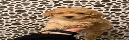 Caniche Toy perros en venta: Precioso caniche toy en Madrid - Anuncio 4