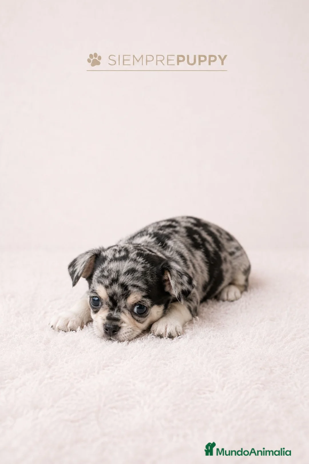 Chihuahua perros en venta: CHIHUAHUA MERLÉ EXÓTICO - Anuncio 1