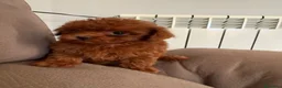 Caniche Toy perros en venta: 🐩 CANICHE TOY ROJO PIMENTÓN — 2 MESES 🤎   en Barcelona - Anuncio 4