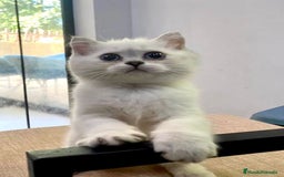 Británico de Pelo Corto gatos en venta: Cachorros british  - Imagen 1