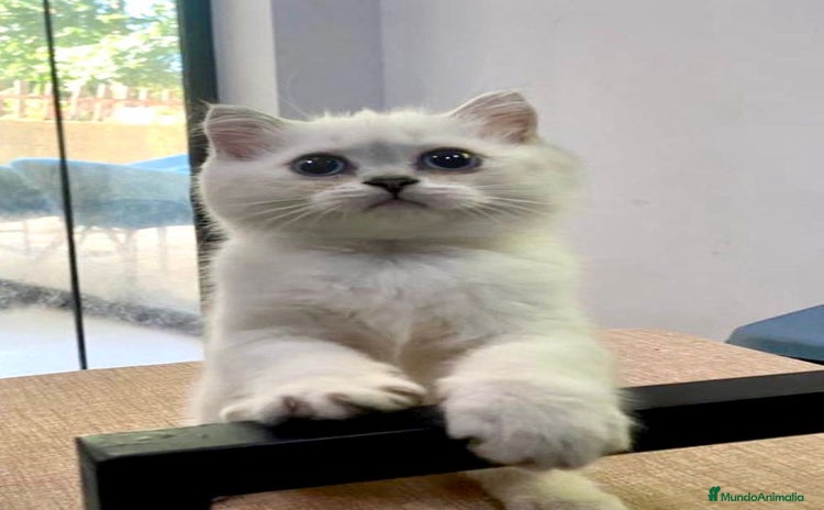 Británico de Pelo Corto gatos - Anuncio 8