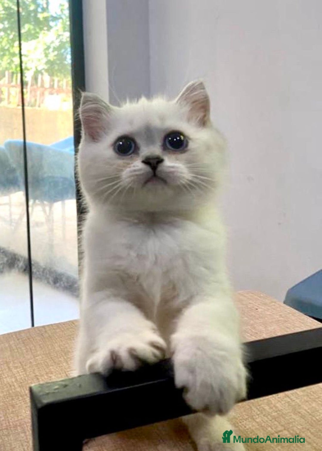 Británico de Pelo Corto gatos en venta: Cachorros british  - Imagen 1
