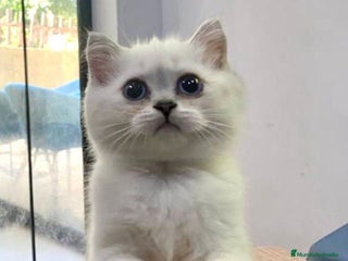 Británico de Pelo Corto gatos - Anuncio 39