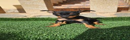 Pinscher Miniatura perros en venta: Espectaculares mini pincher  - Anuncio 1