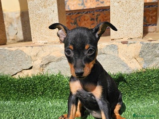 Pinscher Miniatura perros - Anuncio 11