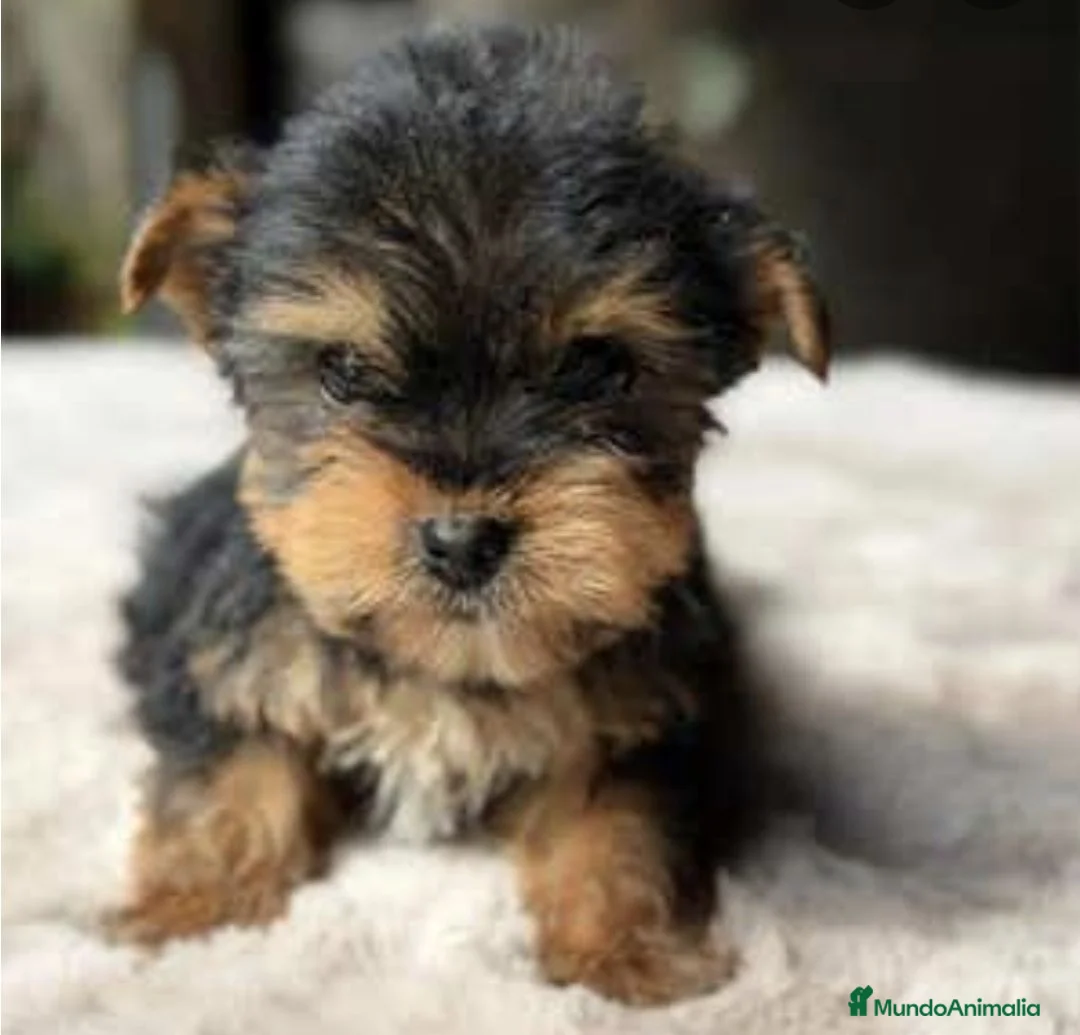 Yorkshire Terrier perros en venta: Yorkshire miniatura - Anuncio 4