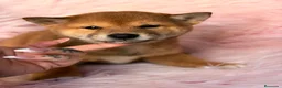 Shiba Inu perros en venta: Hembra Shiba Inu marron  - Anuncio 1