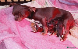Chihuahua perros en venta: Camada de Paris Chihuahua  - Imagen 1