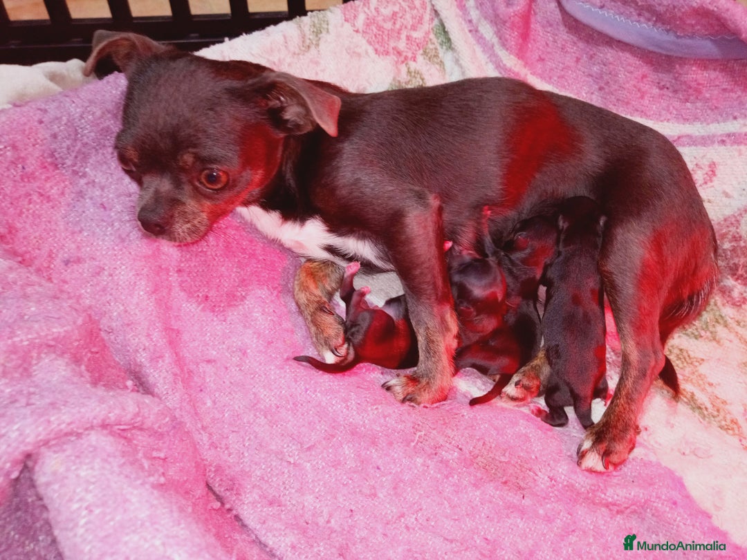 Chihuahua perros en venta: Camada de Paris Chihuahua  - Imagen 1