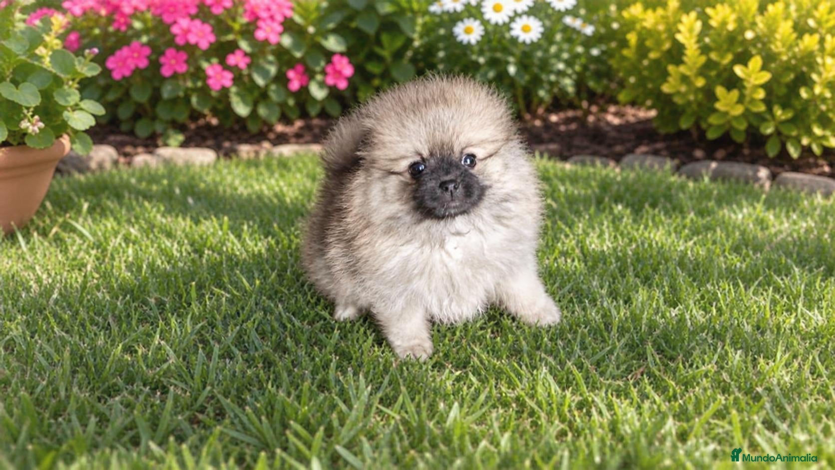 Pomerania perros POMERANIA HEMBRITA MARRÓN  - Anuncio 22