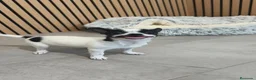 Chihuahua perros en venta: Chihuahua hembra preciosa  - Anuncio 4