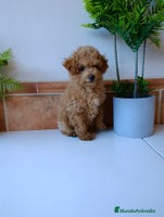 Caniche Toy perros Caniche toy - Anuncio 1