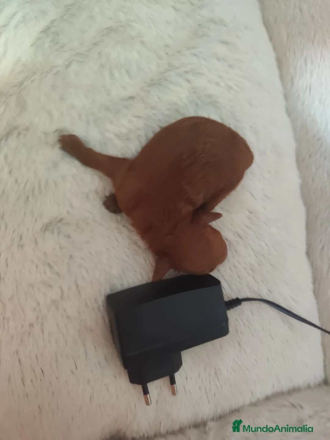 Caniche Toy perros en venta: Caniche tácita de te  - Anuncio 3