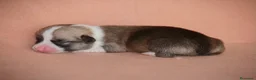 Welsh Corgi Pembroke perros en venta: Preciosas cachorras de Welsh corgi Pembroke - Anuncio 13