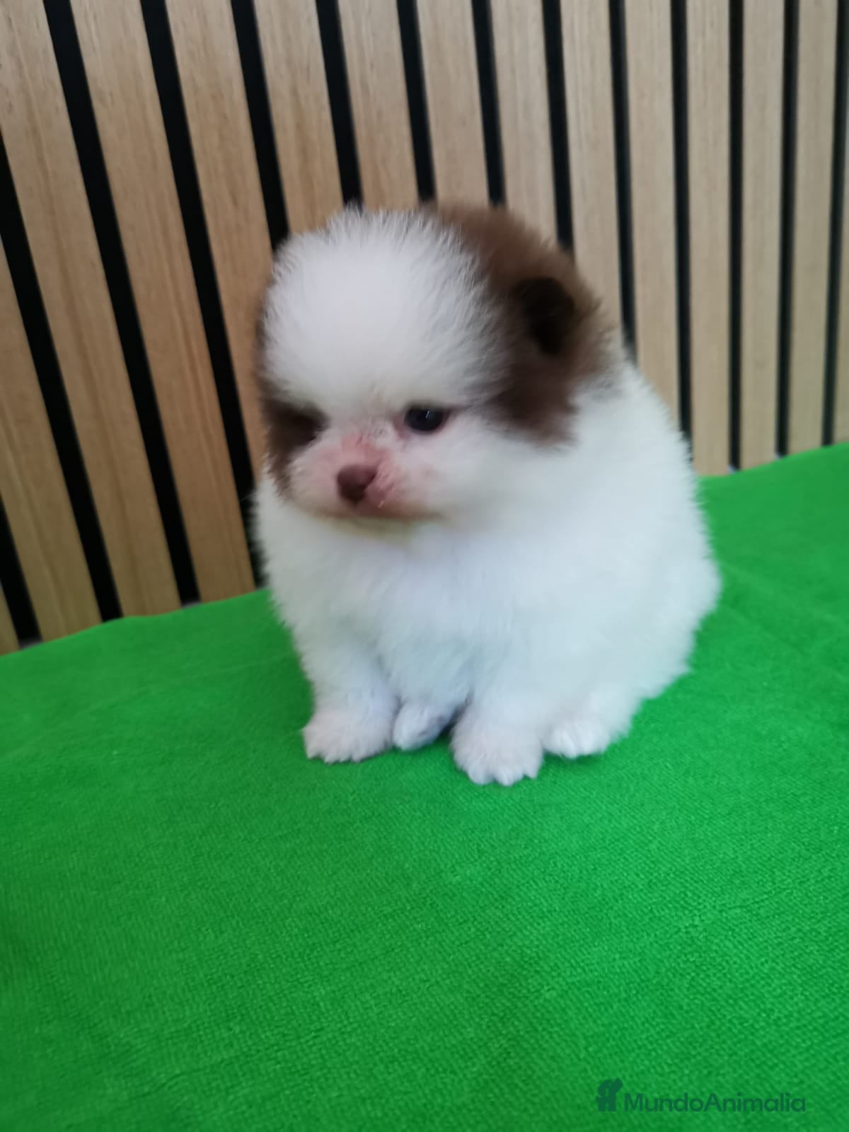 Pomerania perros Pomerania TOY Party Chocolate y Negro  - Anuncio 2