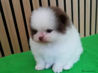 Pomerania perros Pomerania TOY Party Chocolate y Negro - Anuncio 2