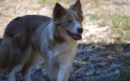 Border Collie perros en venta: cachorro rojo mirlo de Border Collie - Imagen 12
