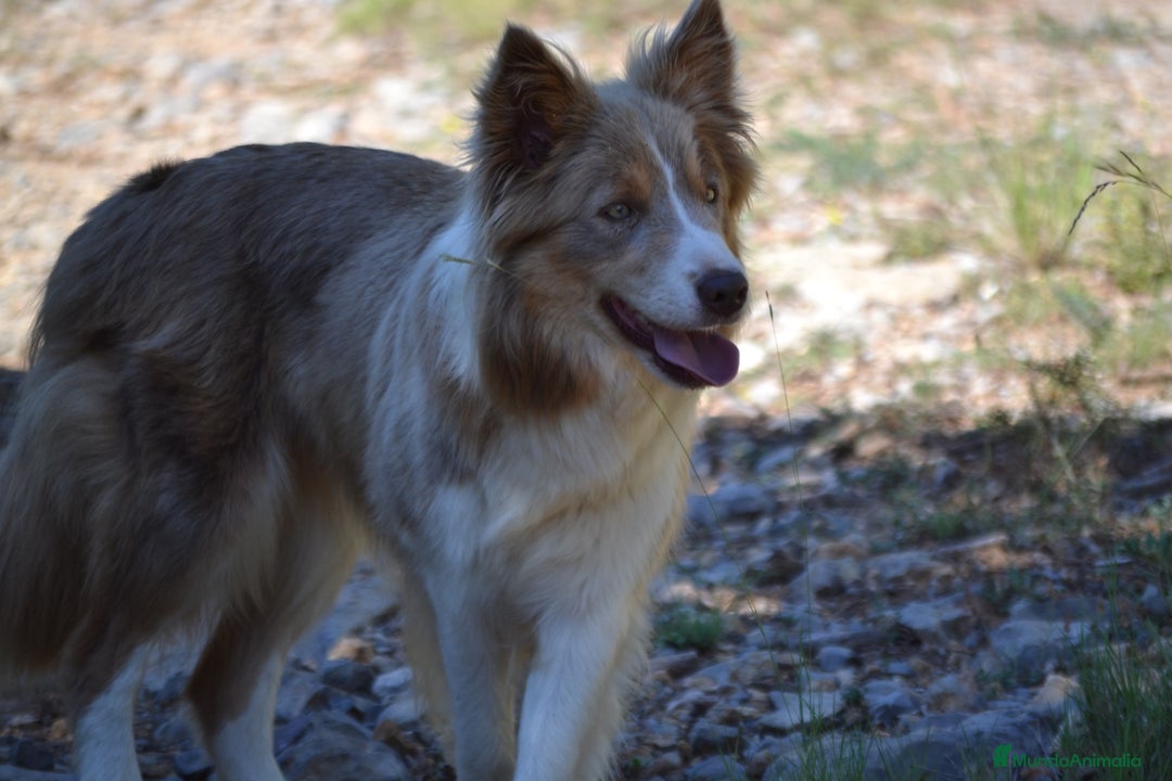 Border Collie perros en venta: cachorro rojo mirlo de Border Collie - Imagen 12