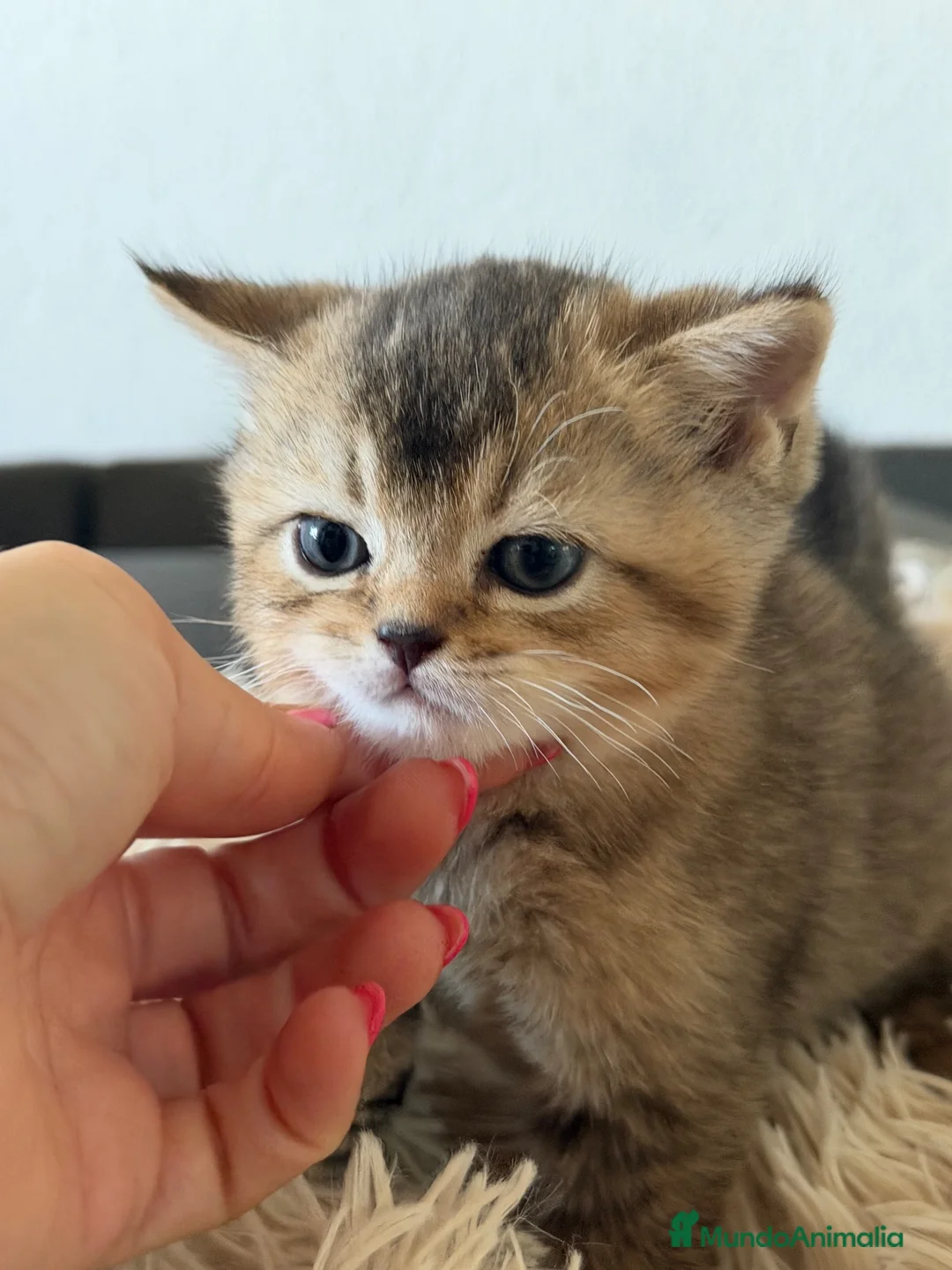 Británico de Pelo Corto gatos en venta: British golden - Anuncio 4
