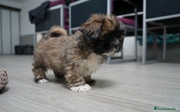 Maltipoo perros en venta: 🐾 Max y Pum – Maltipoo en tonos oscuros 🌙🤎 - Anuncio 3