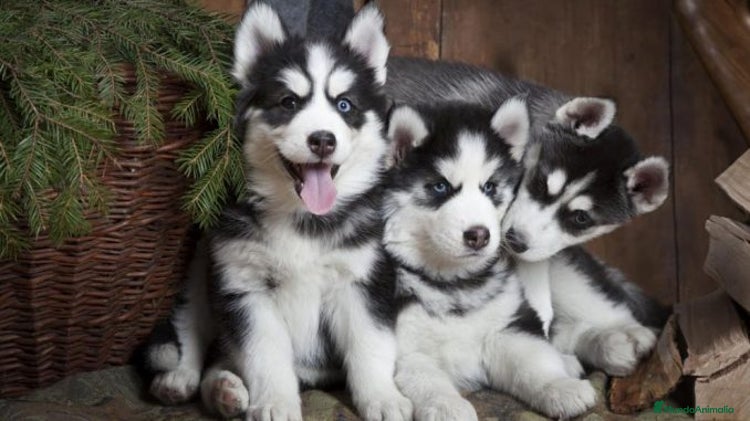 Husky Siberiano perros - Anuncio 1