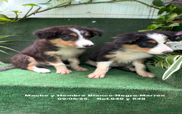 Border Collie perros en venta: BORDER COLLIE TRICOLOR - Imagen 5