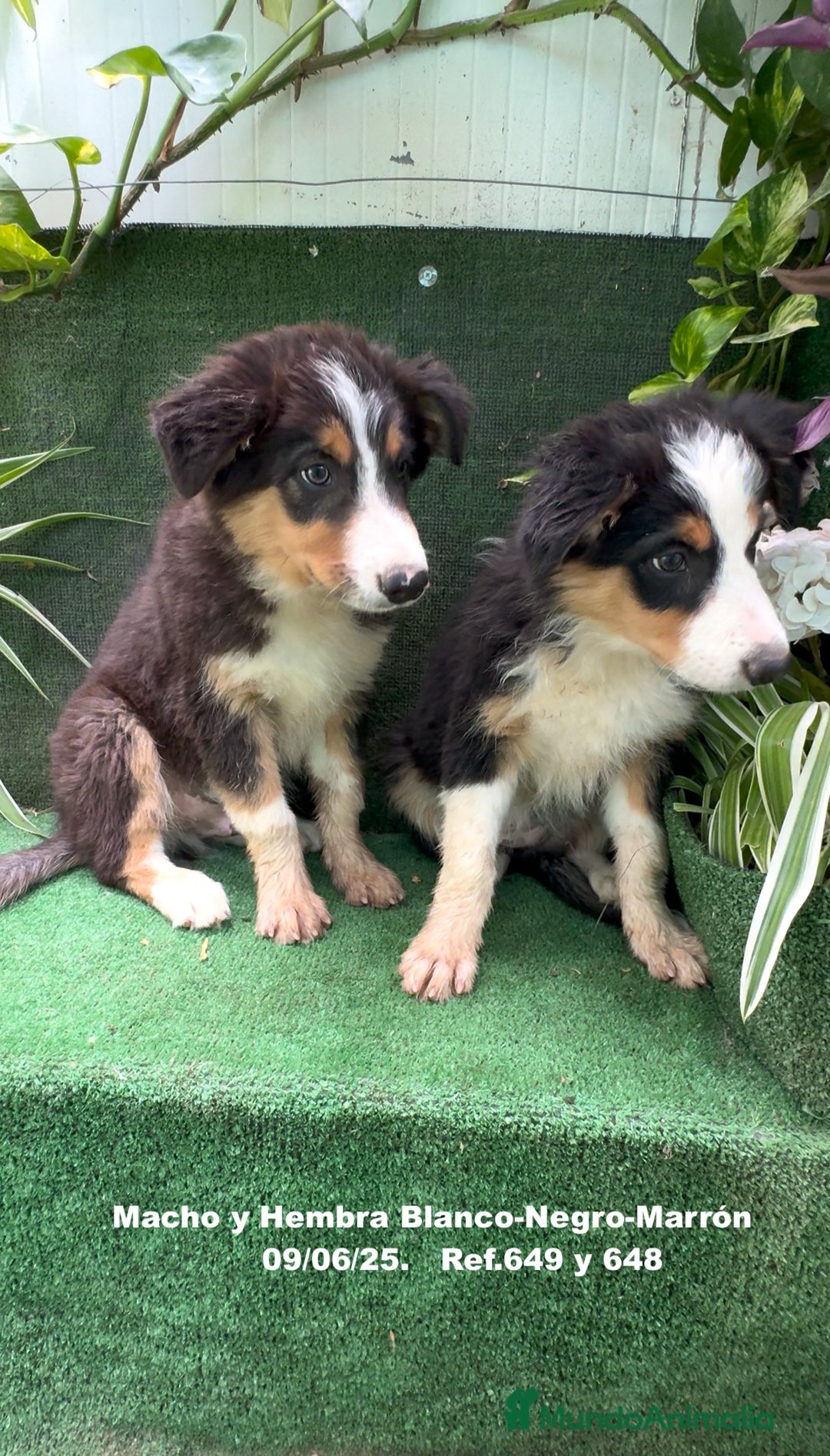Border Collie perros en venta: BORDER COLLIE TRICOLOR - Imagen 5