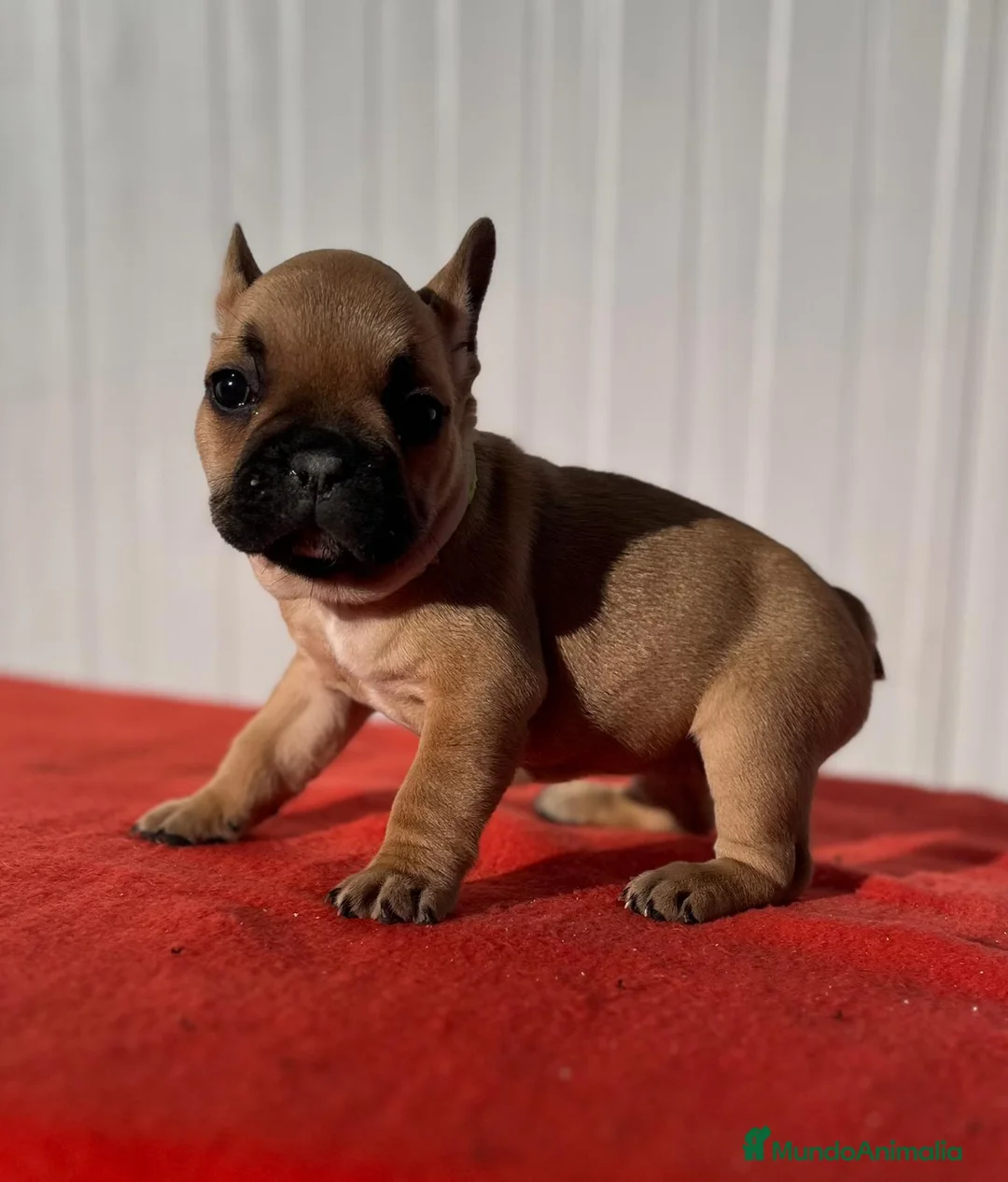 Bulldog Francés perros en venta: Bulldog francés macho Fwan  - Anuncio 1