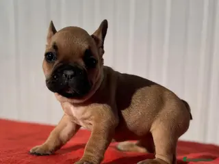 Bulldog Francés perros Bulldog francés macho Fwan - Anuncio 28
