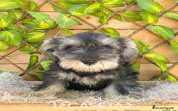 Schnauzer Miniatura perros en venta: Camada de Antía - Imagen 4