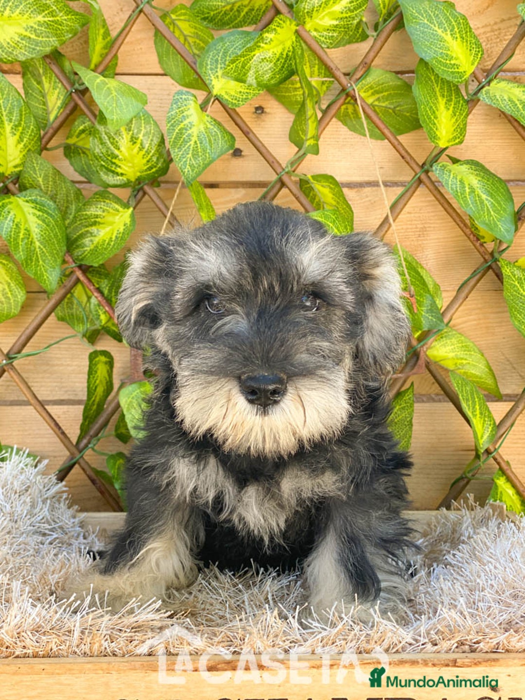 Schnauzer Miniatura perros en venta: Camada de Antía - Imagen 4