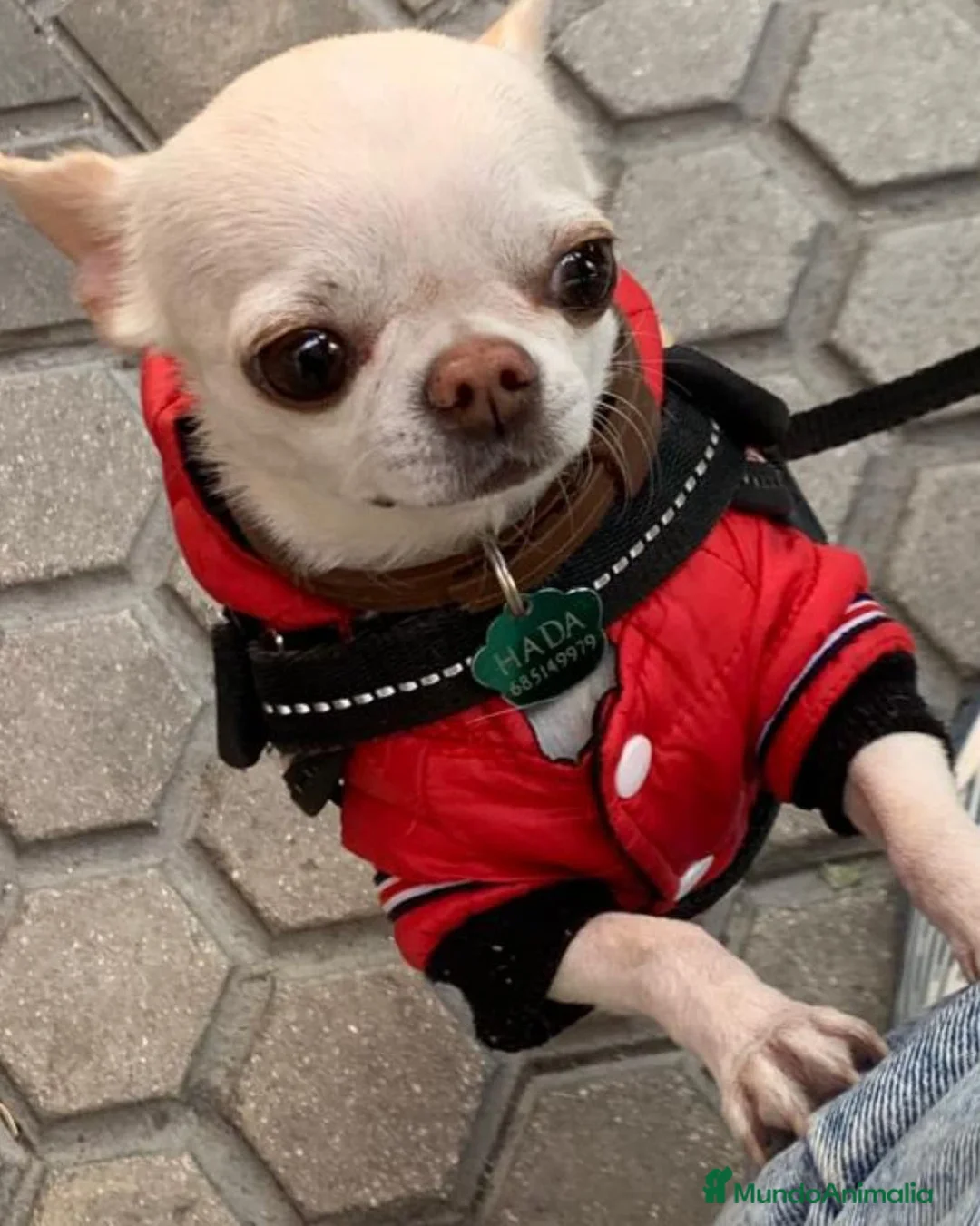 Imagen de galería {{count}}