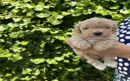 Maltipoo perros en venta: maltipoo - Imagen 2