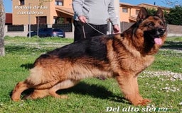 Pastor Alemán perros en venta: Pastores alemanes  - Imagen 9