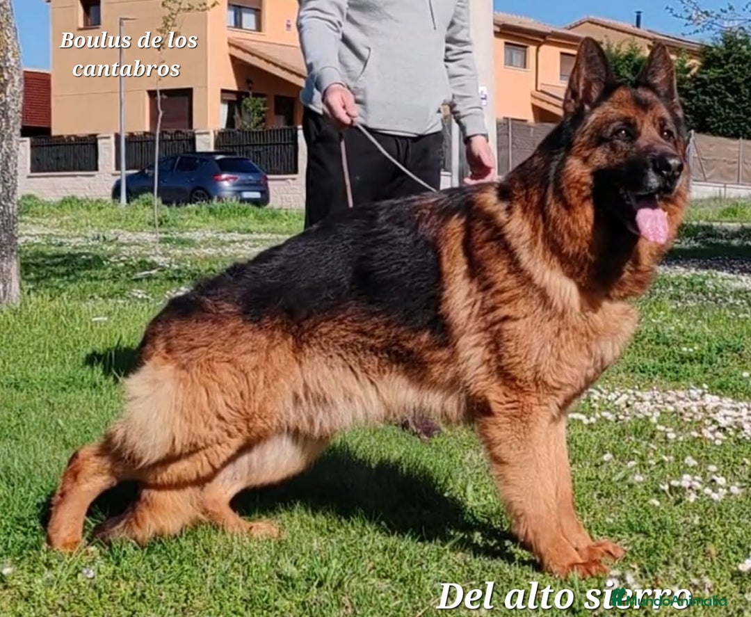 Pastor Alemán perros en venta: Pastores alemanes  - Imagen 9