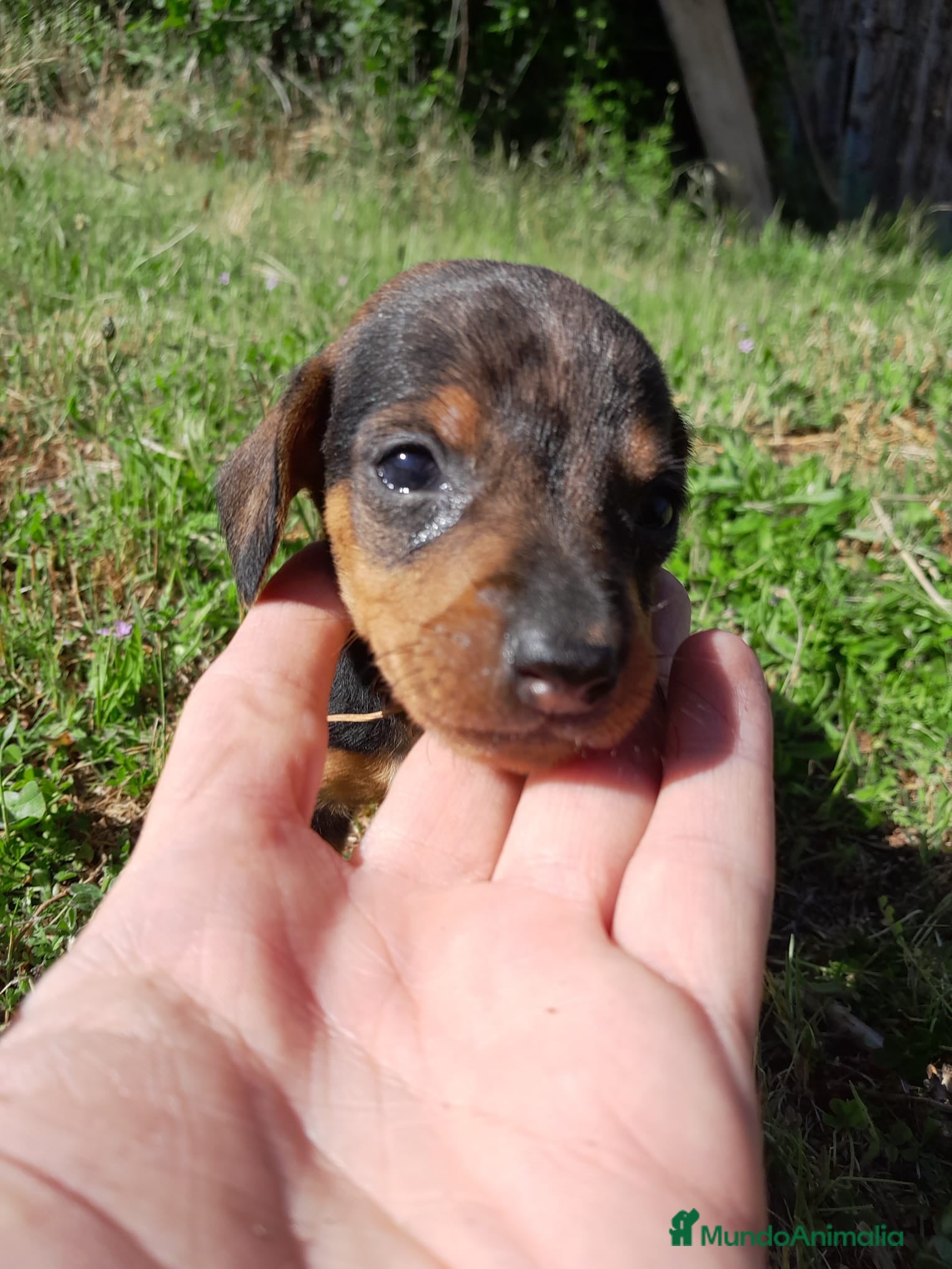 Teckel perros Camada cachorros raza Teckel  - Anuncio 5