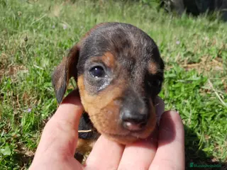 Teckel perros Camada cachorros raza Teckel - Anuncio 14