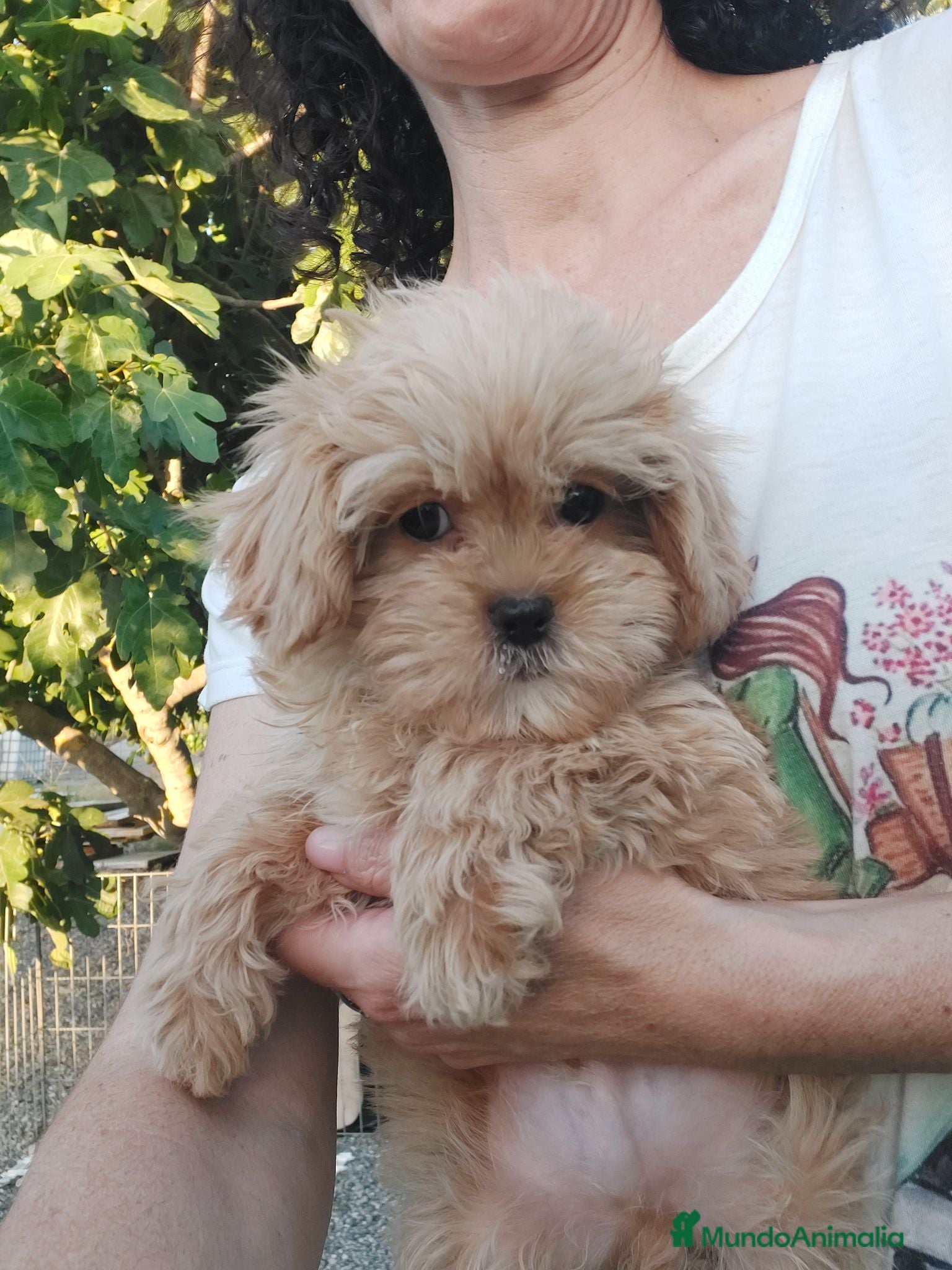 Maltipoo perros Maltipoo - Anuncio 1
