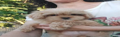 Maltipoo 1